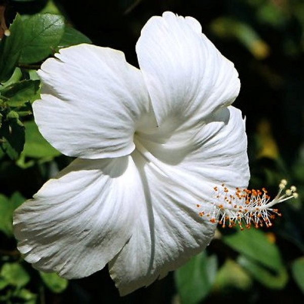 Hibiscus White Plant - Jaswand, Gudhal